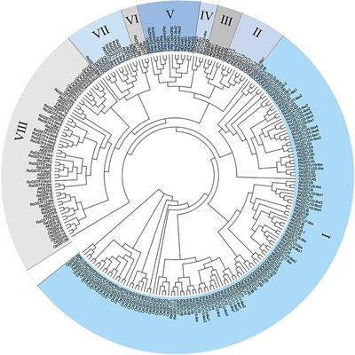 RsGSTF12 Contributes to Anthocyanin Sequestration in Radish (Raphanus sativus L.)